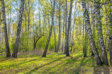Fototapeta na wymiar Spring in birch grove.