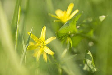 Yellow flowers on a green background Spring