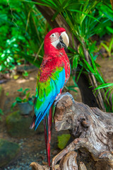 Giant macaw