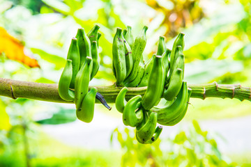 Banana fruit of Musa serpentina Swangpol and Somana