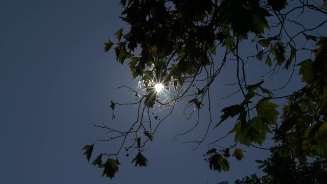 Dark artistic sun through tree branches 4K UHD 2160p footage - Dark tree scene in 4K 3840X2160 UHD video.mov