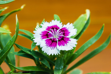 Dianthus chinensis (China Pink) Flowers in the garden