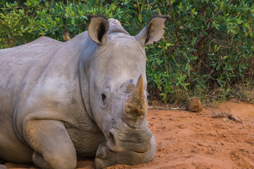 Obraz premium Southern White Rhinoceros sleeping in the Weldgevonden Game Reserve in South Africa