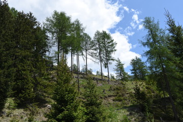 Wald, Bannwald, Bergwald, Nadelwald, Bäume, Osttirol, Matrei, Glanz