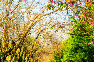 Cherry Blossum Park at Chiangmai Province