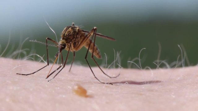 Close-up shot of a mosquito blood sucking on human skin
