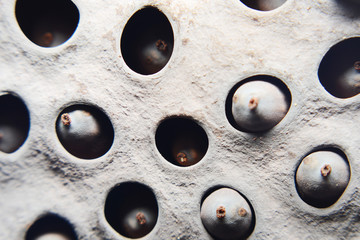 dried lotus flower and seed on white background