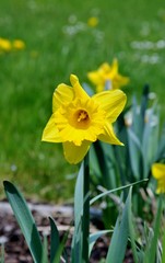 Fototapeta premium daffodils