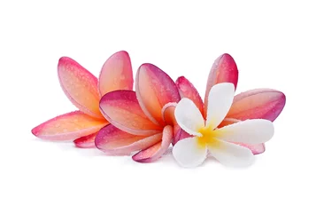 Deurstickers Frangipani flower with water droplets on white background © akepong srichaichana