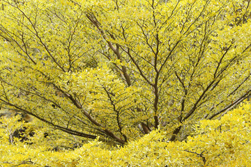 yellow leaves