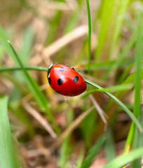 Ladybug on a green blade