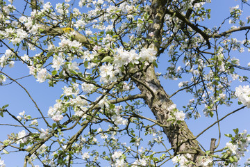 white apple blossoms on a tree