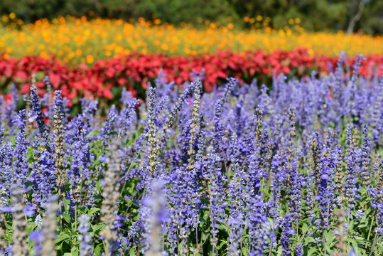 Fototapeta Angelonia and colorful flowers in a big park, Korat Thailand