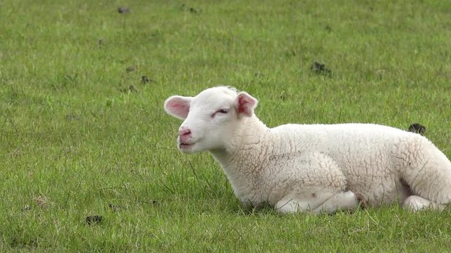 white lamb lying on Meadow and looking