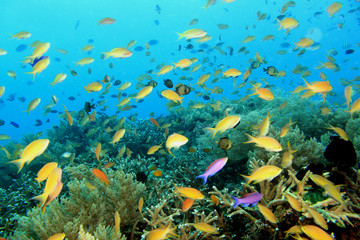 Obraz na płótnie Canvas 熱帯魚の群れ