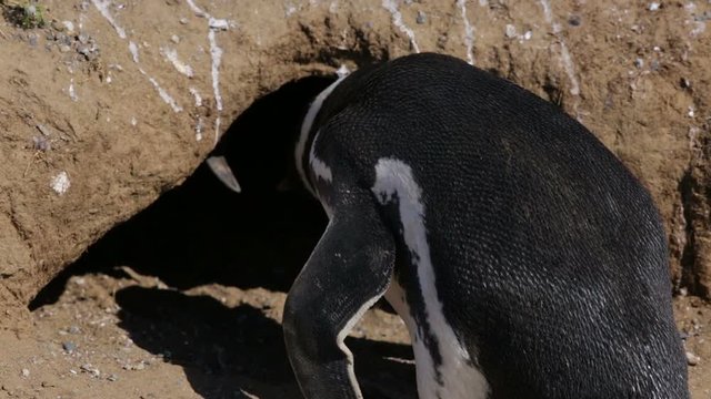 A close up of a Magellanic penguin at Magdalena Island in Chile