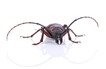 Wing Hard Brown Insect isolated