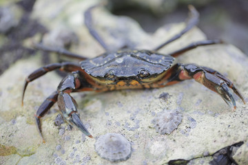 Small Crab