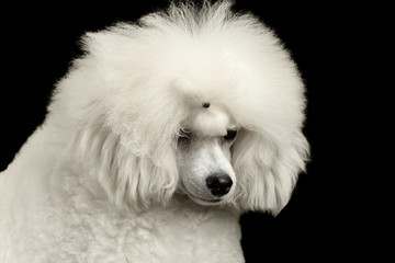 Closeup long groomed White Hair Poodle Dog guiltily lowered his head Isolated on Black Background