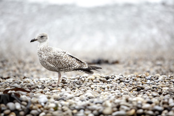 Seagull