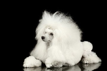 White Groomed Poodle Dog Lying on Mirror Isolated on Black Background - obrazy, fototapety, plakaty
