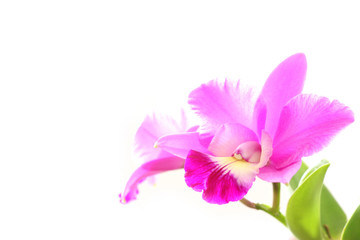 Fototapeta na wymiar fresh pink orchid blooming in soft mood