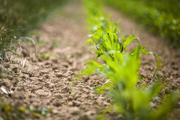 Freshly sprouted Corn Plants