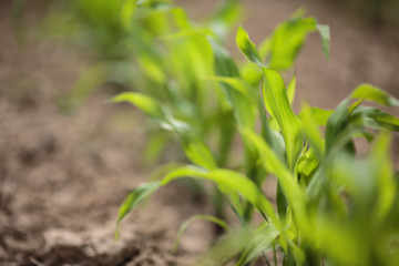 Freshly sprouted Corn Plants