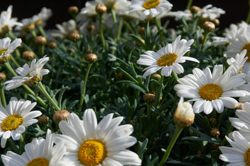 Obraz premium Kamille (Matricaria chamomilla) - Blüten in Nahaufnahme