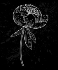 beautiful black and white peony flower isolated on background. Hand-drawn contour lines and strokes.
