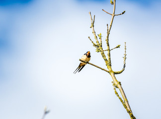 swallow bird sitting on a tree chirping
