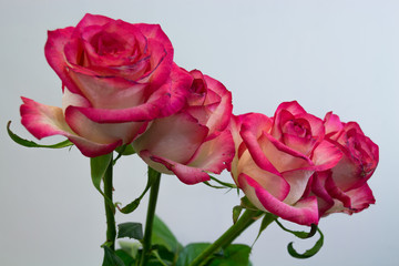 Rose flowers on light background.