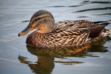 Wild Duck (Anas platyrhynchos)