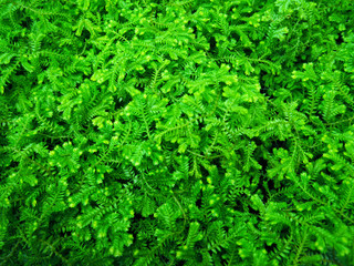 Green ferns background