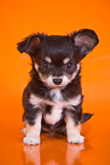 Cute puppy chihuahua dog on an orange background