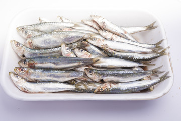 Fresh raw sardines in a white polystyrene food box isolated on w