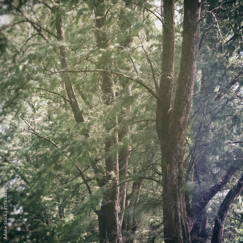 Poster pine tree forest nature abstract background