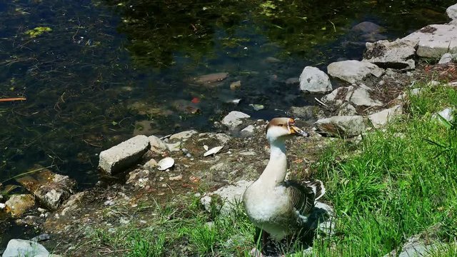 Goose Walks and Looks the Environment in a Green Nature, 4 K Video Clip