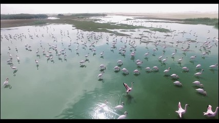 Groupe de flamands roses en Namibie
