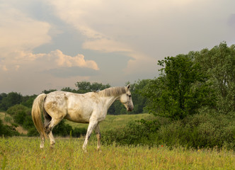 Piękny koń na łące
