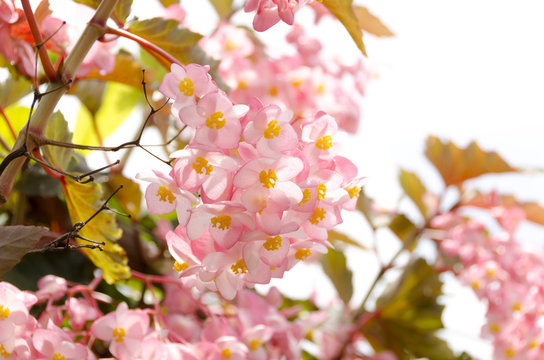 19 BEST 木立ベゴニア IMAGES, STOCK PHOTOS u0026 VECTORS Adobe Stock