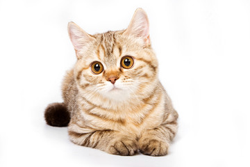 Striped red british cat (isolated on white)