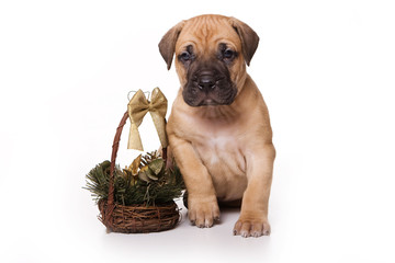 Golden Cane Corso puppy dog (isolated on white)