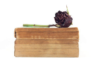 Dried rose and old books on white background.