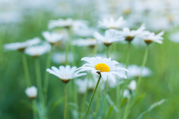Daisy or chamomiles grass in the nature background.