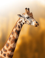 Portrait of giraffe on the natural background 
