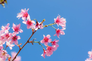 Spring sakura pink blossom in Chiangmai, Thailand.