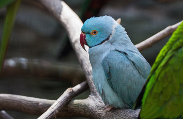 schöner blauer Papagei 