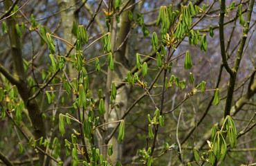 Fototapeta premium young leafs of european chestnut