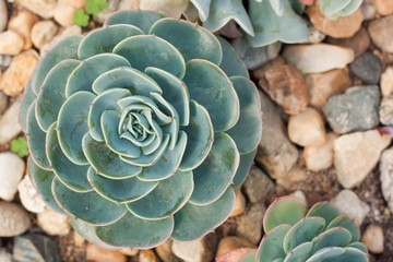 Obraz premium Succulent Cactus Desert Plant In Garden.